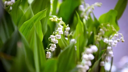 Quelles consignes pour la vente de muguet cette année ?